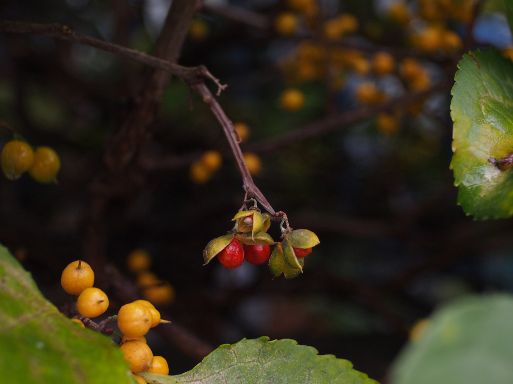 f:id:elmikamino:20121102104119j:image:w600