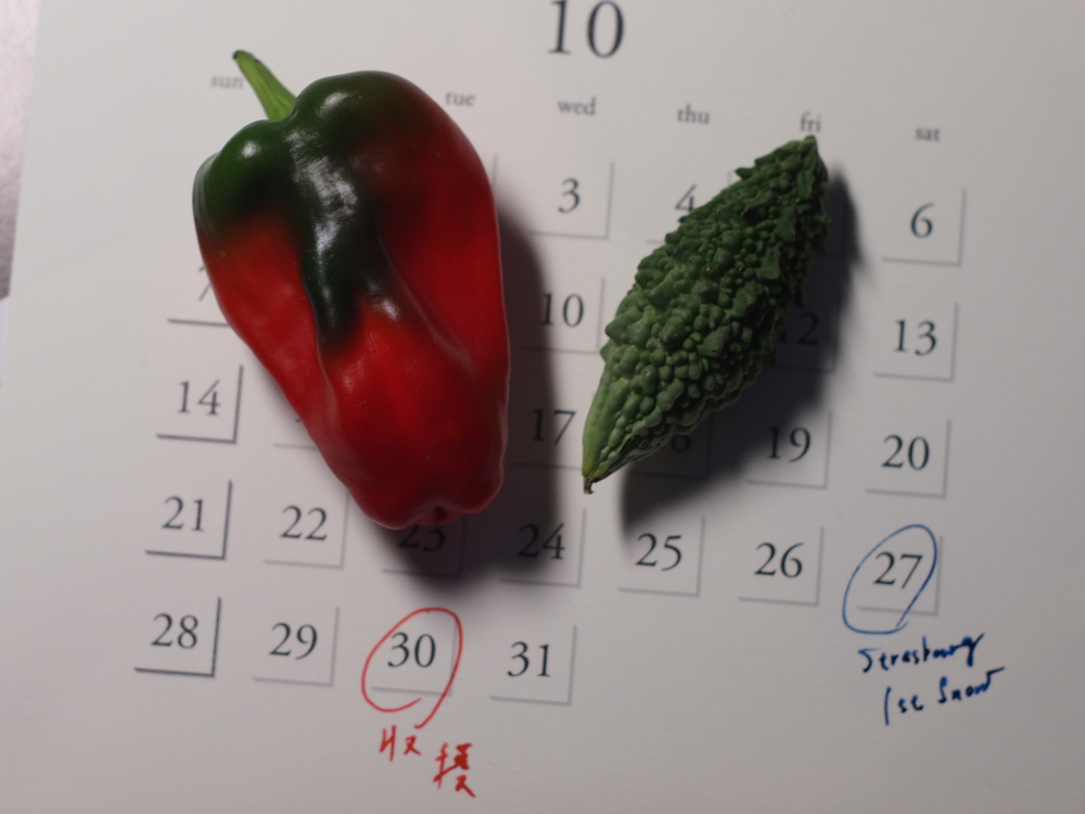 f:id:elmikamino:20121104003305j:image:w600