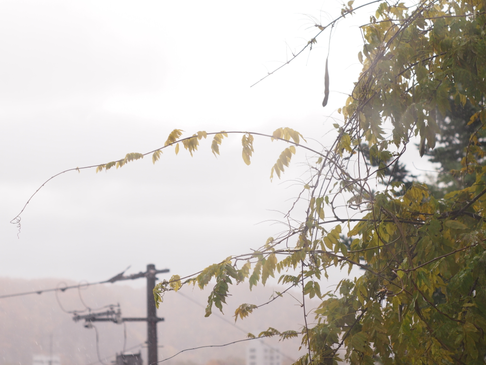 f:id:elmikamino:20121104094222j:image:w600 f:id:elmikamino:20121104094222j:image:w600