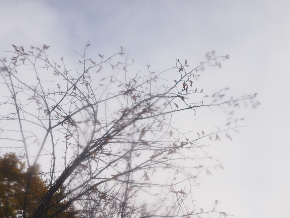 f:id:elmikamino:20121104100148j:image:w600 f:id:elmikamino:20121104100148j:image:w600