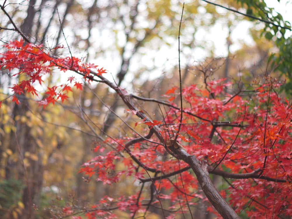 f:id:elmikamino:20121104102408j:image:w600 f:id:elmikamino:20121104102408j:image:w600