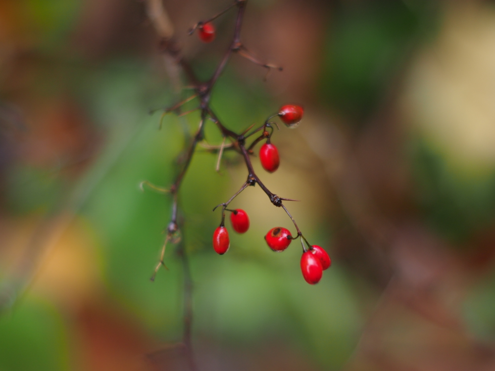f:id:elmikamino:20121104105548j:image:w600 f:id:elmikamino:20121104105548j:image:w600