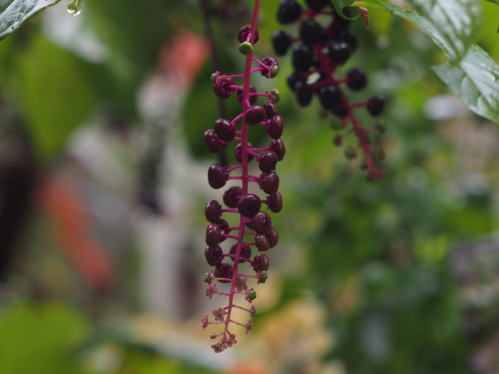 f:id:elmikamino:20121104105643j:image:w600 f:id:elmikamino:20121104105643j:image:w600