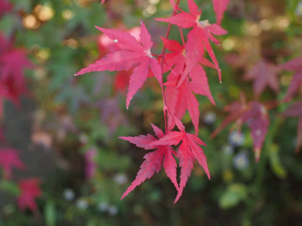 f:id:elmikamino:20121105102647j:image:w600