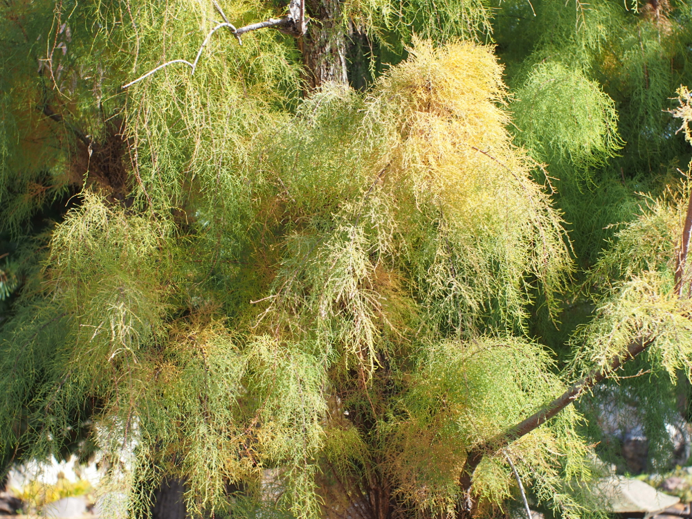 f:id:elmikamino:20121105102916j:image:w600