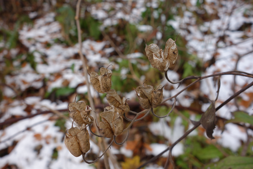 f:id:elmikamino:20121120115111j:image:w600 f:id:elmikamino:20121120115111j:image:w600