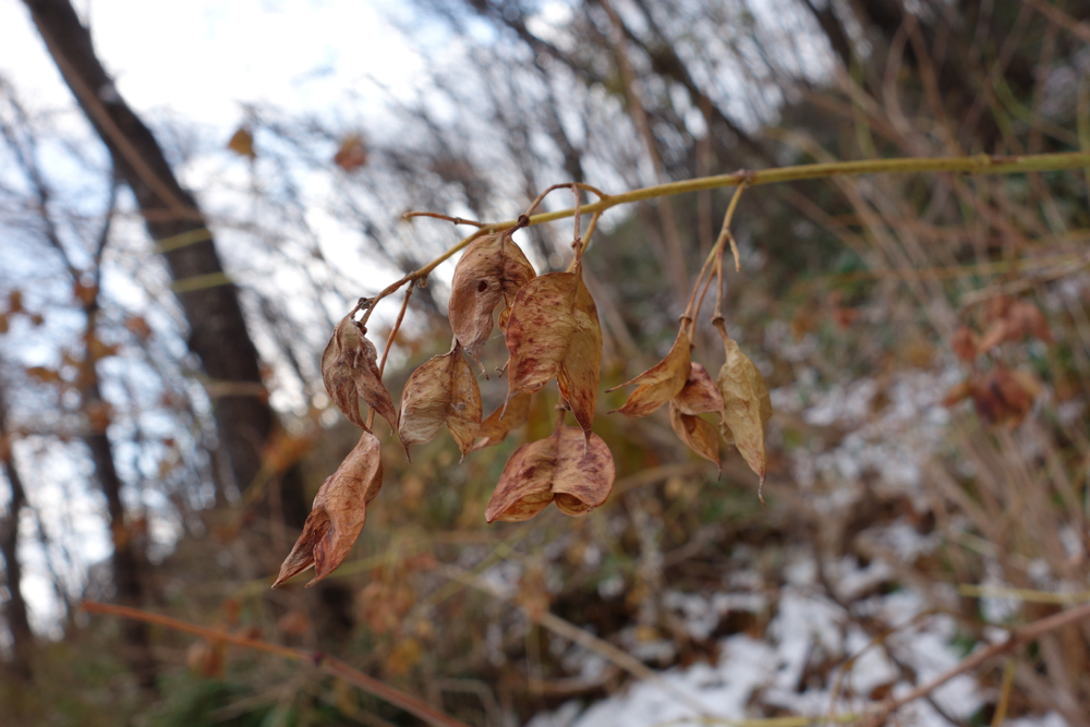 f:id:elmikamino:20121120115151j:image:w600 f:id:elmikamino:20121120115151j:image:w600