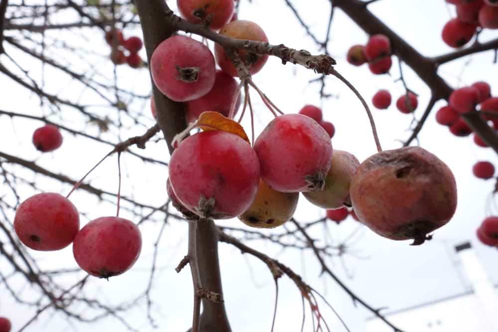 f:id:elmikamino:20121120115626j:image:w600 f:id:elmikamino:20121120115626j:image:w600
