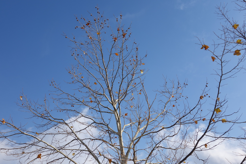 f:id:elmikamino:20121120124552j:image:w600 f:id:elmikamino:20121120124552j:image:w600