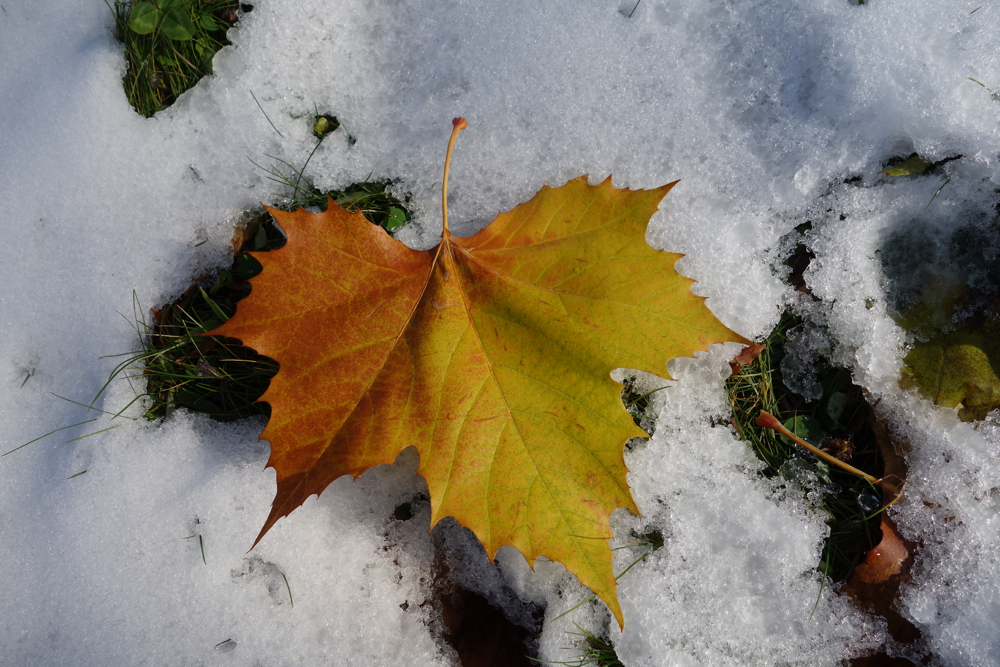 f:id:elmikamino:20121120124619j:image:w600 f:id:elmikamino:20121120124619j:image:w600