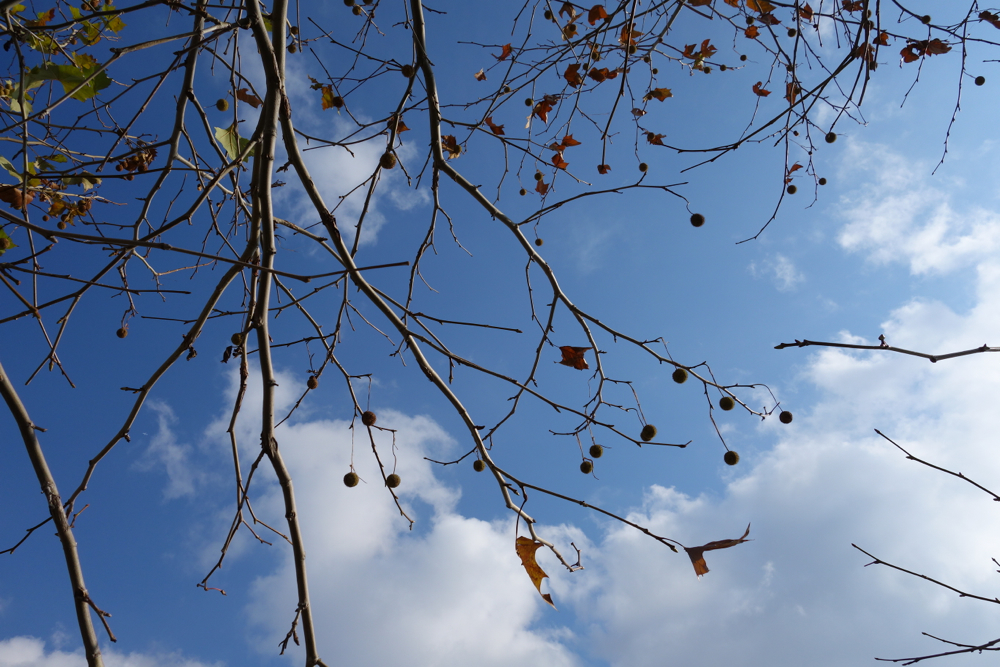 f:id:elmikamino:20121120125221j:image:w600 f:id:elmikamino:20121120125221j:image:w600