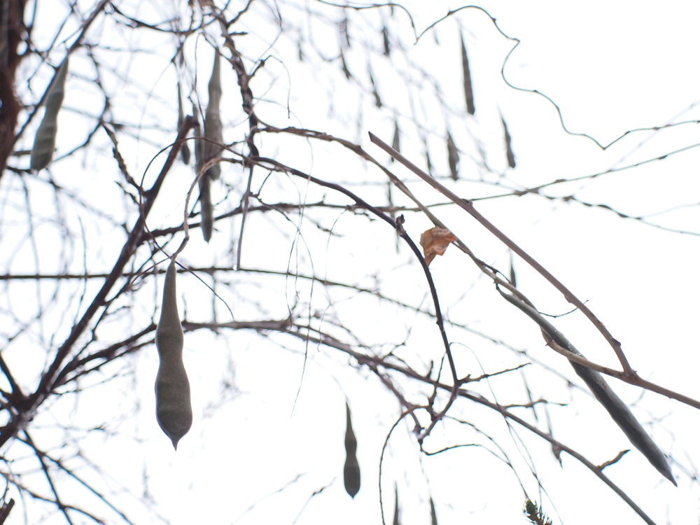 f:id:elmikamino:20121126095829j:image:w600 f:id:elmikamino:20121126095829j:image:w600
