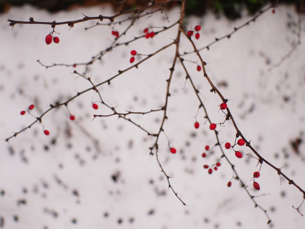 f:id:elmikamino:20121126095938j:image:w600 f:id:elmikamino:20121126095938j:image:w600