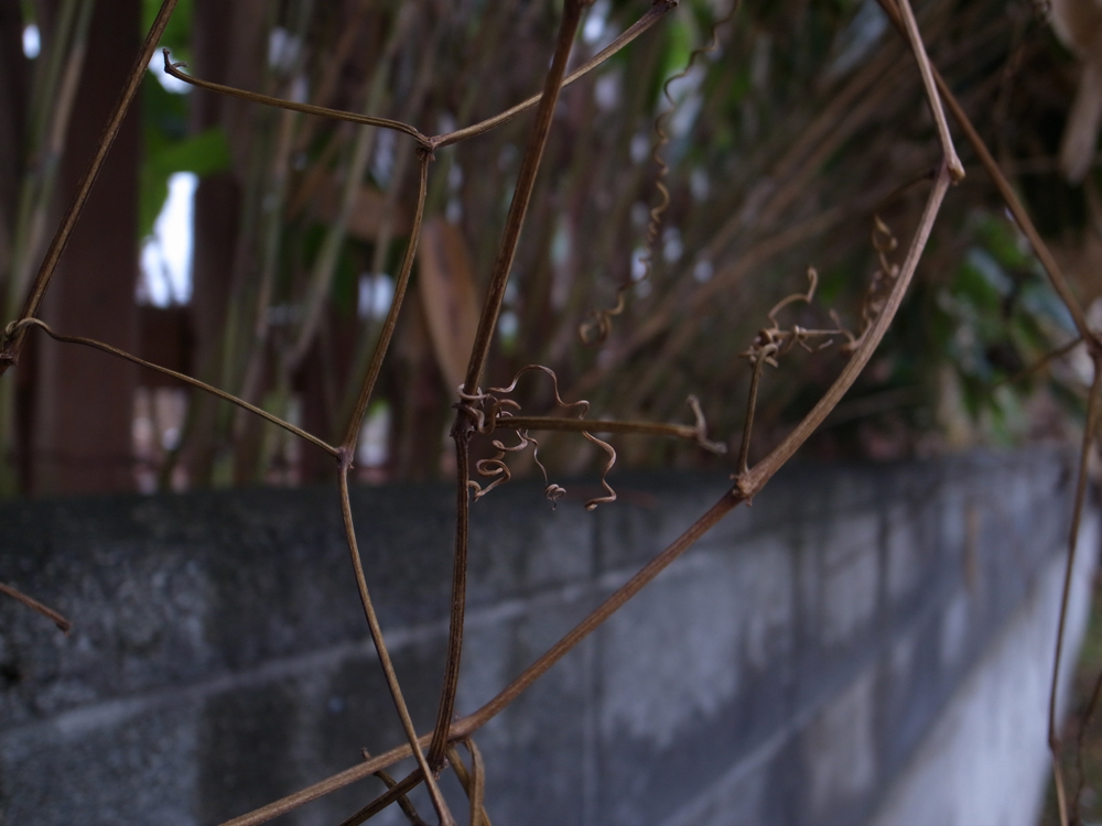 f:id:elmikamino:20121126124522j:image:w600 f:id:elmikamino:20121126124522j:image:w600
