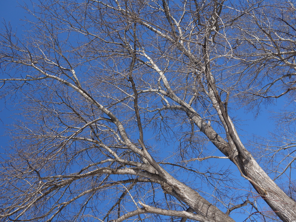 f:id:elmikamino:20121203105953j:image:w600