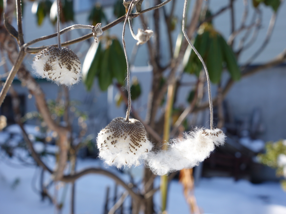 f:id:elmikamino:20121203112611j:image:w600