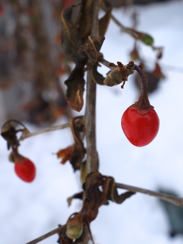 f:id:elmikamino:20121210123515j:image:w600