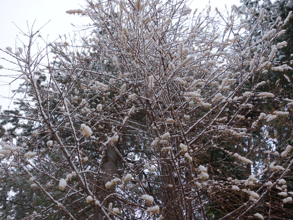 f:id:elmikamino:20121211101153j:image:w600