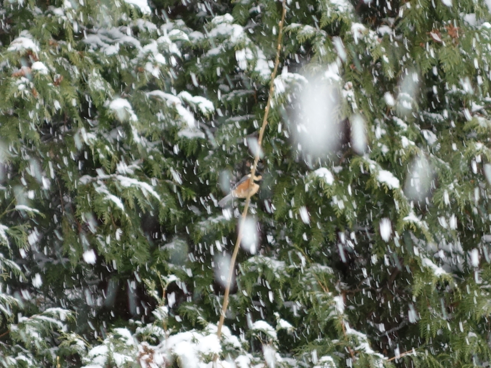 f:id:elmikamino:20121211112630j:image:w600