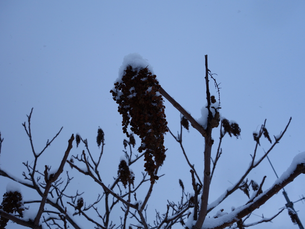 f:id:elmikamino:20121211120903j:image:w600