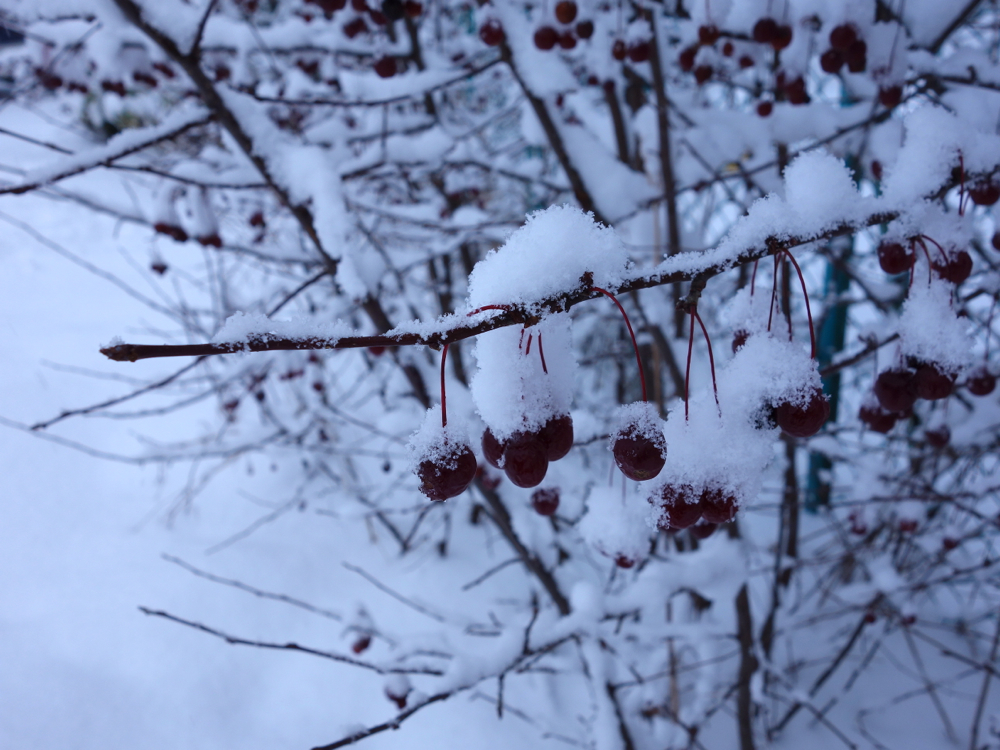 f:id:elmikamino:20121211121307j:image:w600