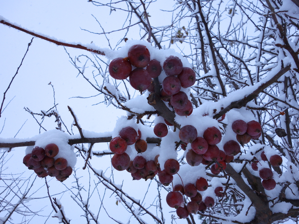 f:id:elmikamino:20121211121336j:image:w600