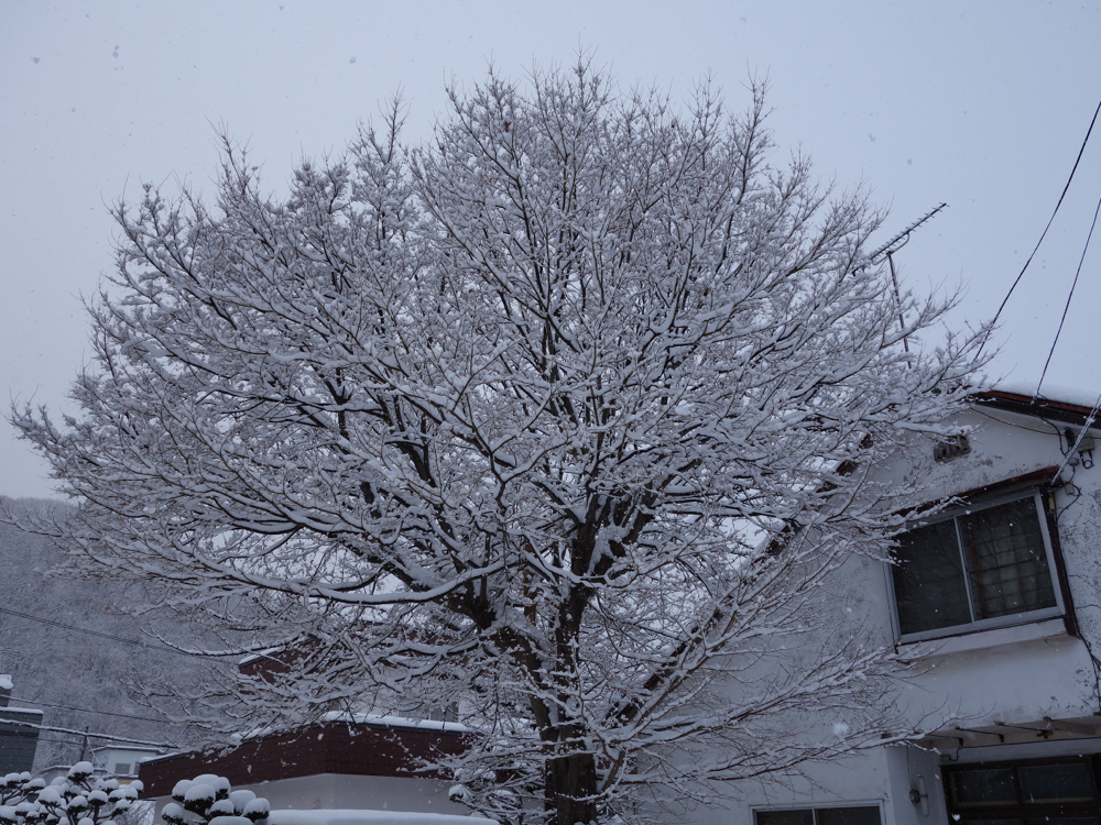 f:id:elmikamino:20121211122412j:image:w600