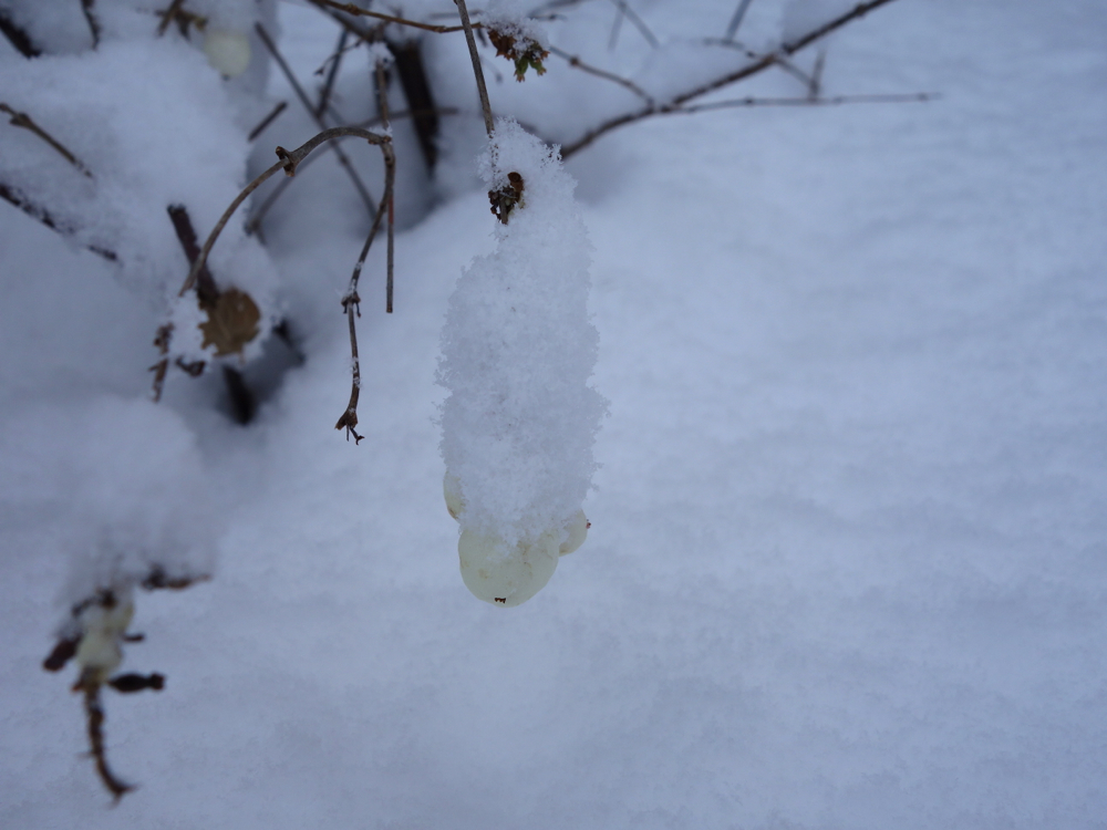 f:id:elmikamino:20121211122715j:image:w600