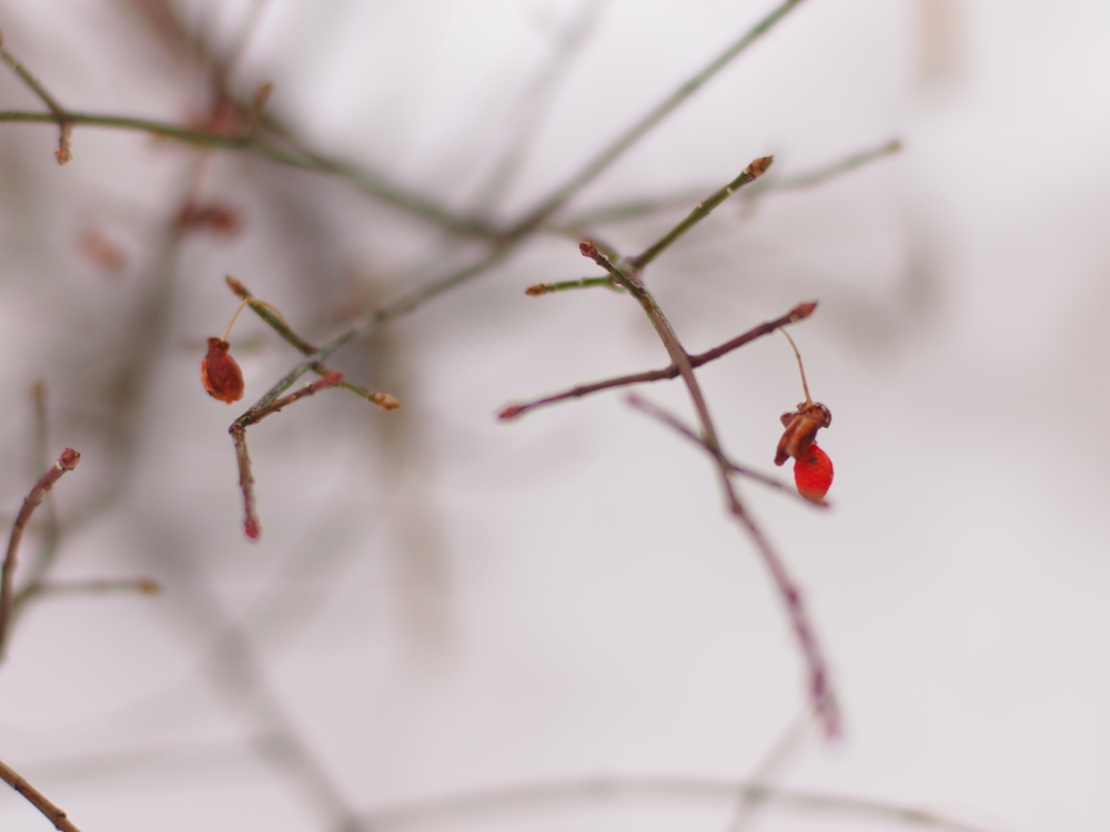 f:id:elmikamino:20121216134936j:image:w600
