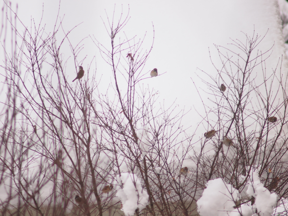 f:id:elmikamino:20121216145214j:image:w600