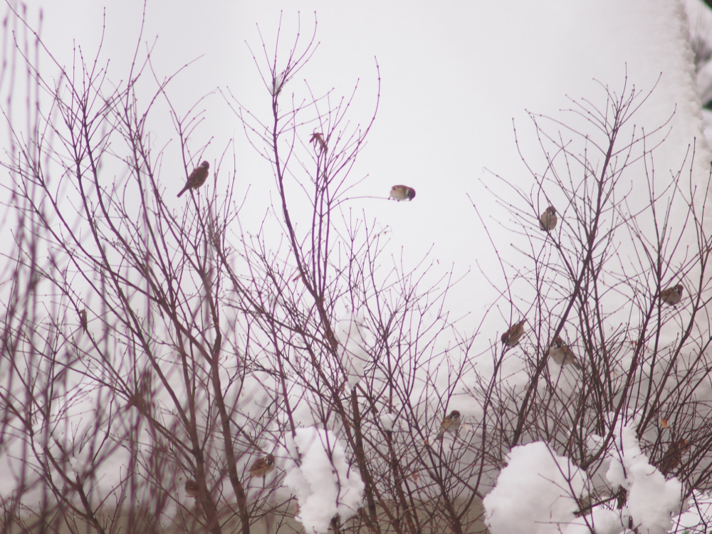 f:id:elmikamino:20121216145217j:image:w600