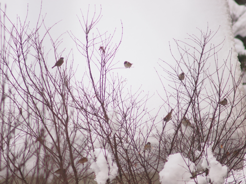 f:id:elmikamino:20121216145218j:image:w600