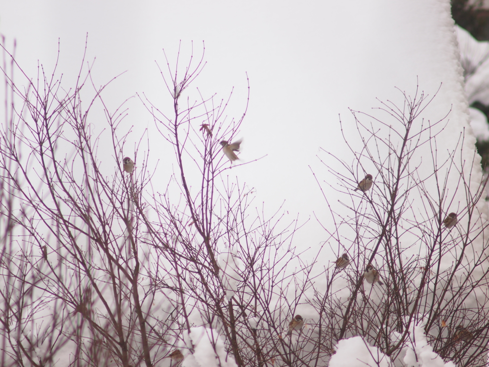 f:id:elmikamino:20121216145222j:image:w600
