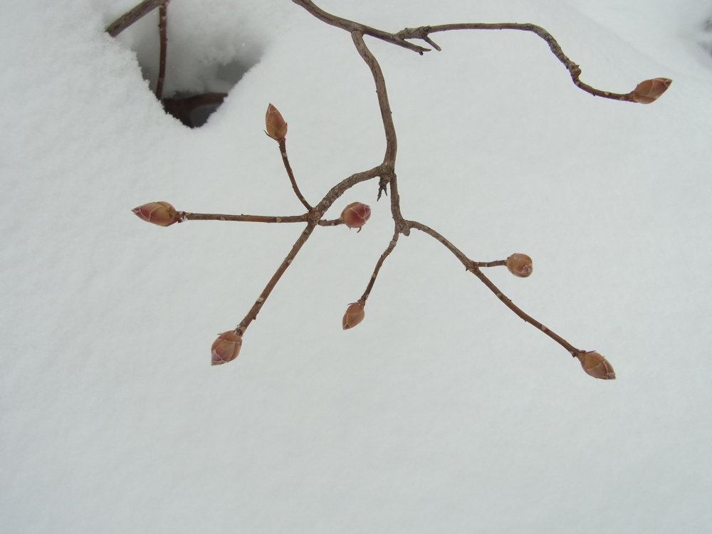 f:id:elmikamino:20121227110356j:image:w600