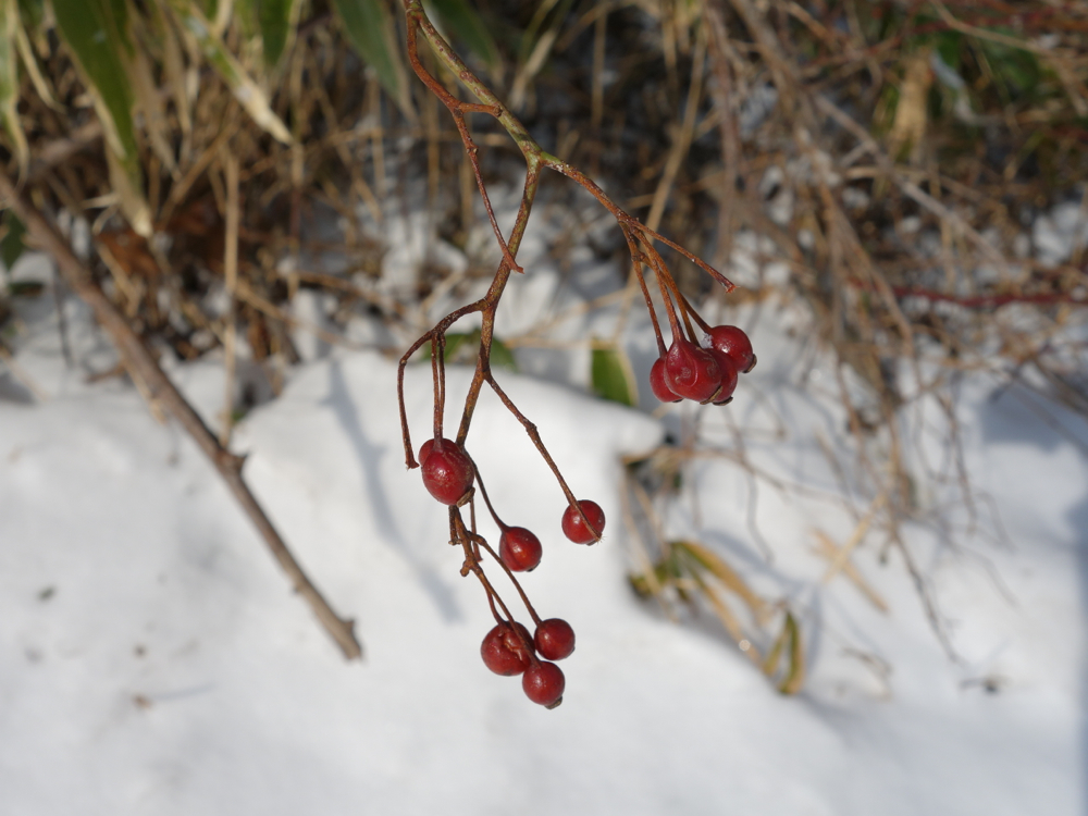 f:id:elmikamino:20130102095224j:image:w500 f:id:elmikamino:20130102095224j:image:w500