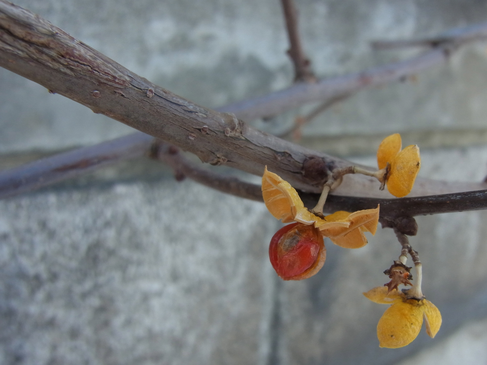 f:id:elmikamino:20130104110308j:image:w500