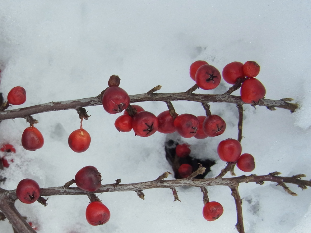 f:id:elmikamino:20130104111843j:image:w500