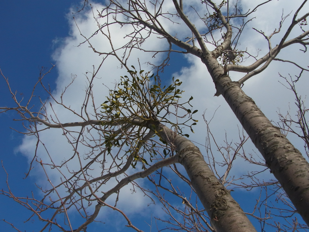 f:id:elmikamino:20130104115016j:image:w500