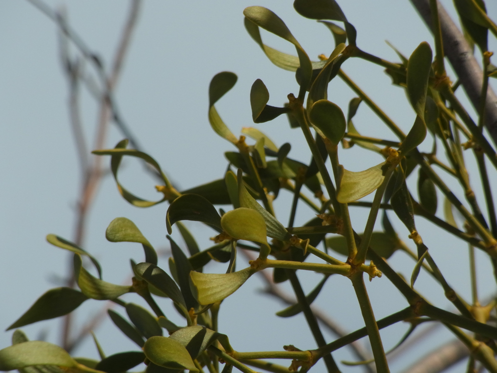 f:id:elmikamino:20130104115040j:image:w500