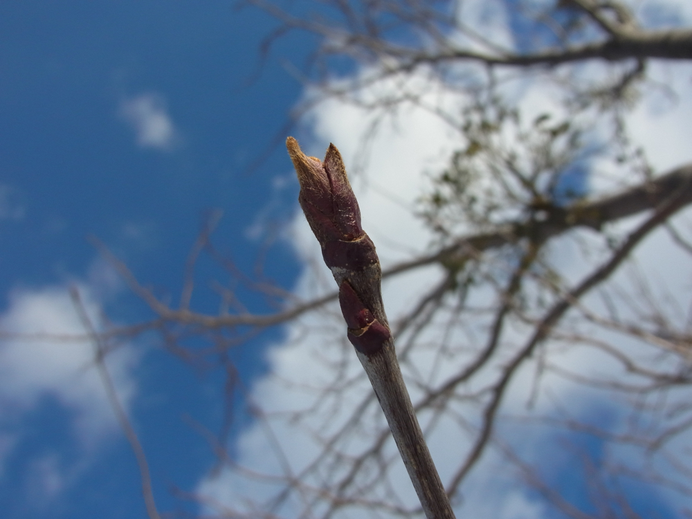 f:id:elmikamino:20130104115126j:image:w500