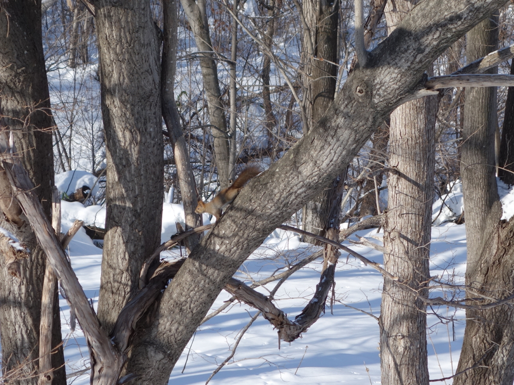 f:id:elmikamino:20130108102952j:image:w500
