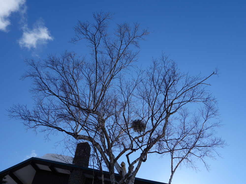 f:id:elmikamino:20130108113558j:image:w500