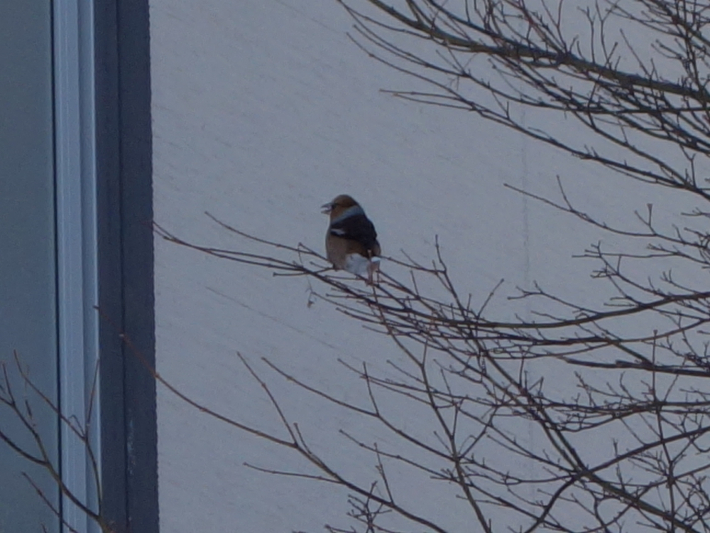 f:id:elmikamino:20130108115216j:image:w500