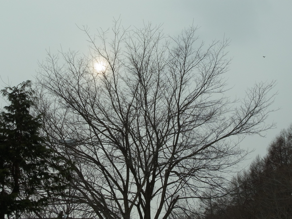 f:id:elmikamino:20130112110331j:image:w500