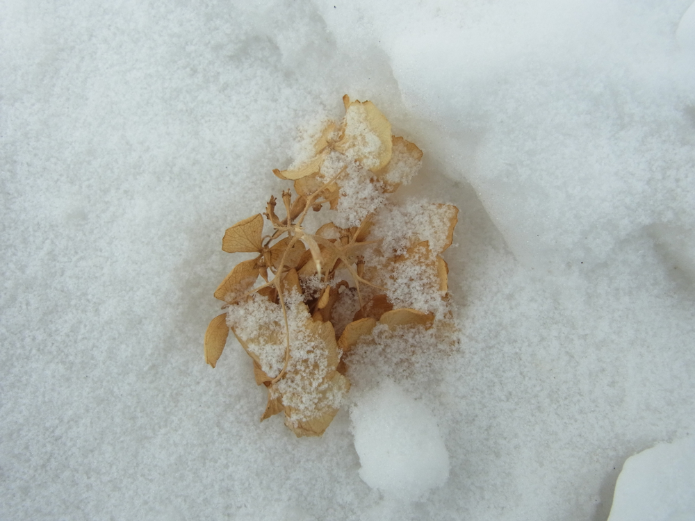 f:id:elmikamino:20130112110643j:image:w500