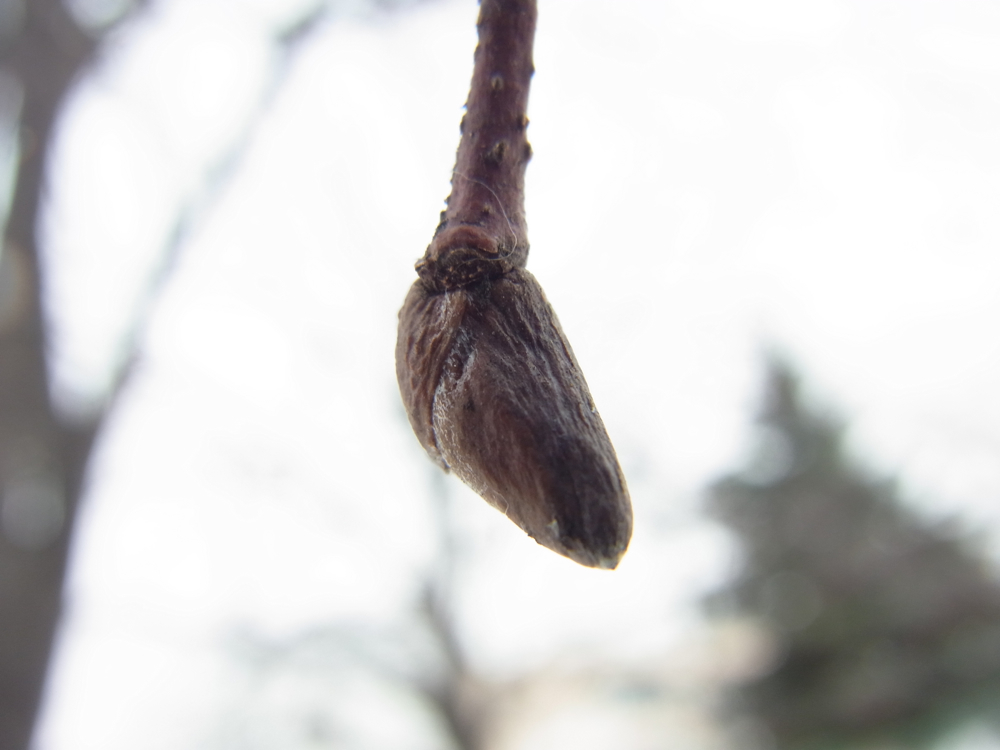 f:id:elmikamino:20130112111532j:image:w500