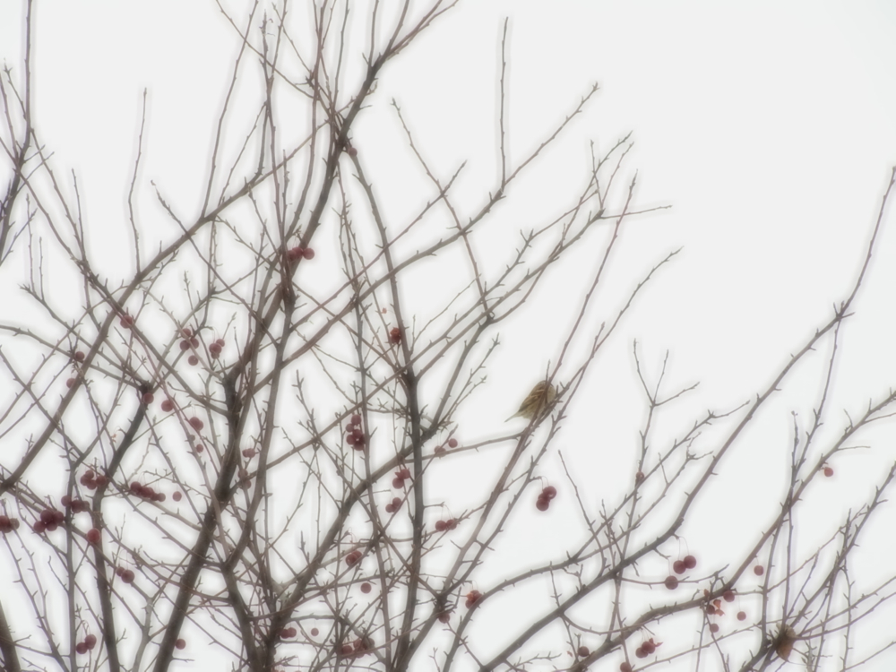 f:id:elmikamino:20130112112439j:image:w500