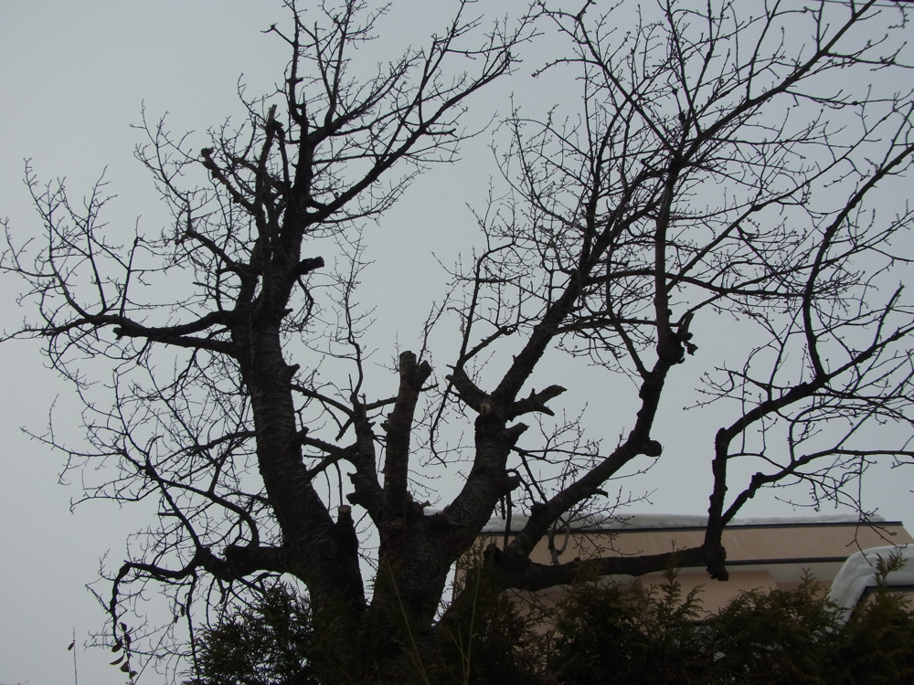 f:id:elmikamino:20130112113445j:image:w500