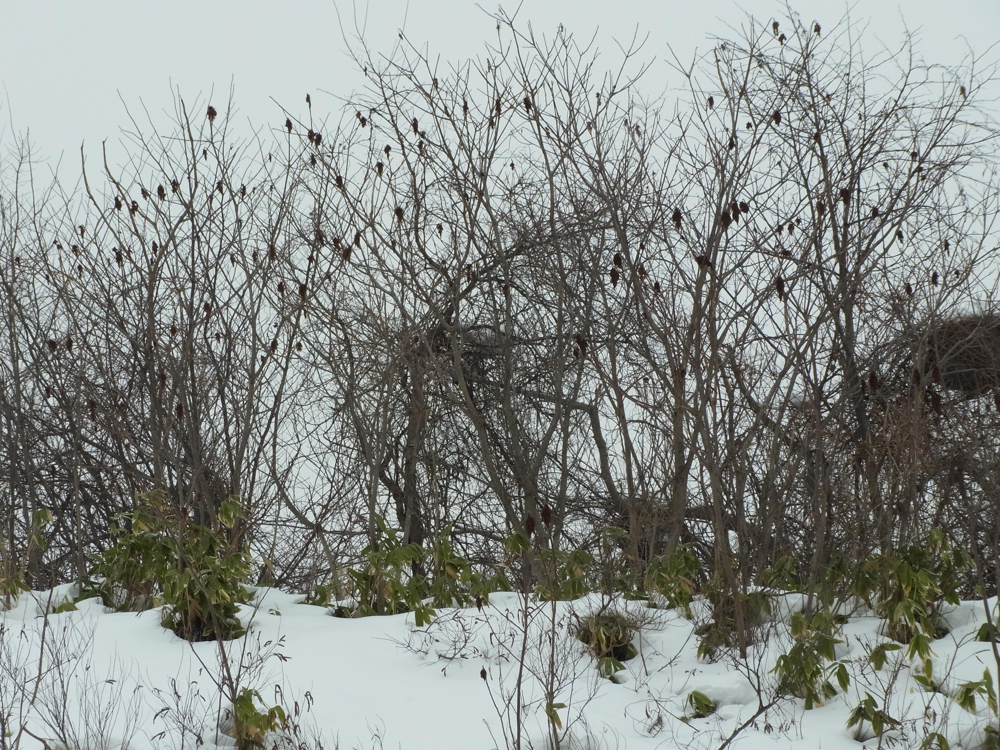 f:id:elmikamino:20130112115726j:image:w500