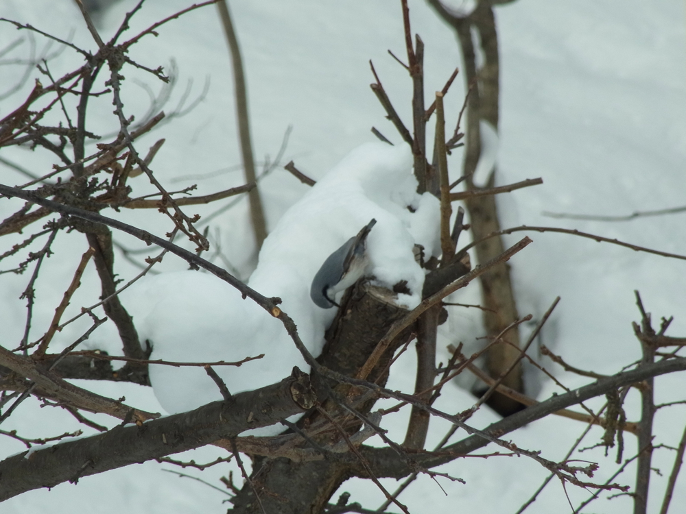 f:id:elmikamino:20130119103950j:image:w500